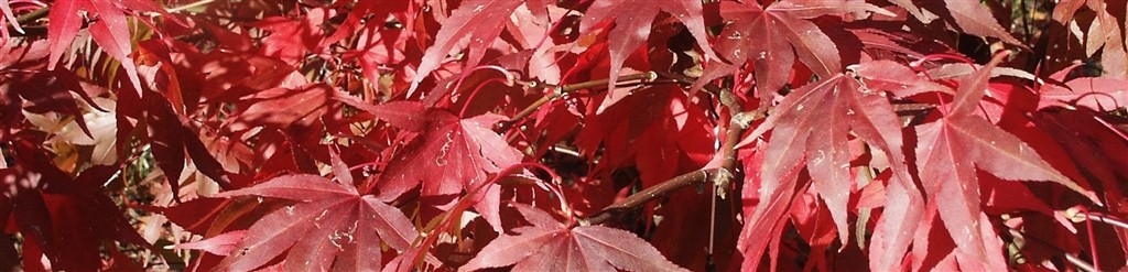 Autumn stitching