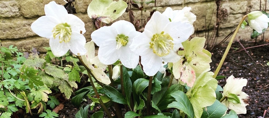 First hellebores of the year!